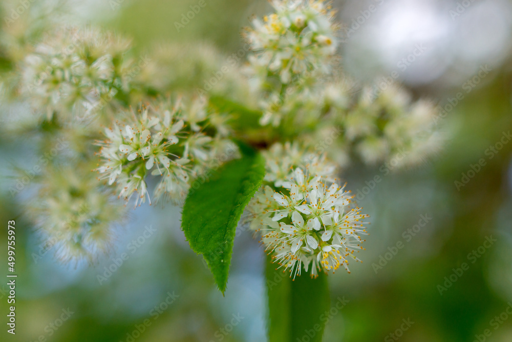 Fototapeta premium bird cherry