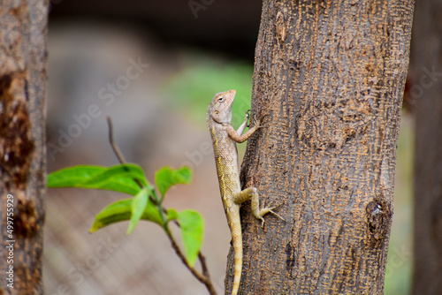 A beautiful lizard on the branch in forest.