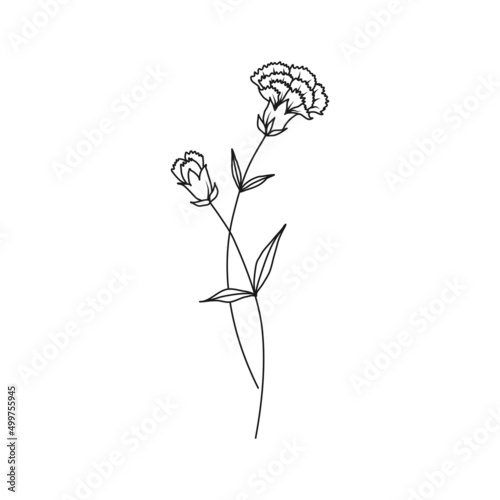 Carnation January Birth Month Flower Illustration