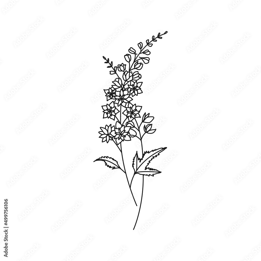 July Birth Month Flower Images Best Flower Site