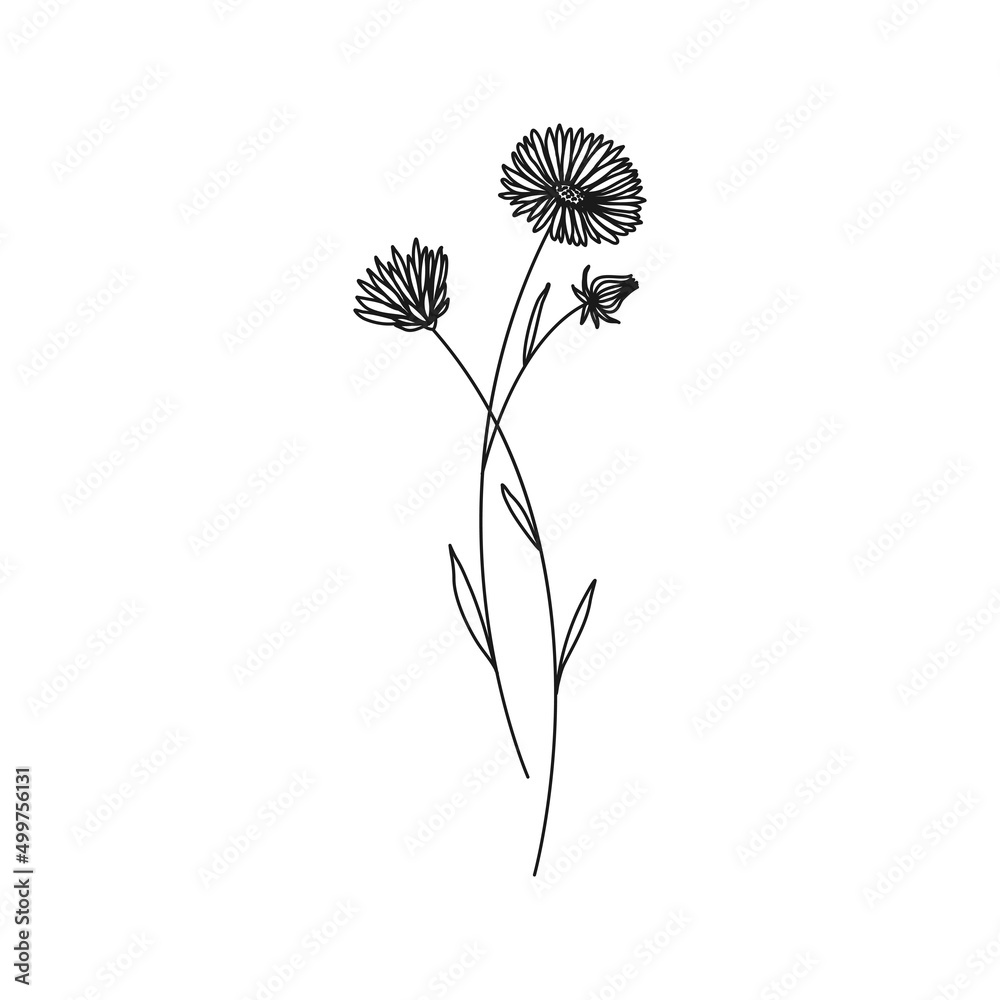 Aster September Birth Month Flower Illustration - obrazy, fototapety, plakaty 