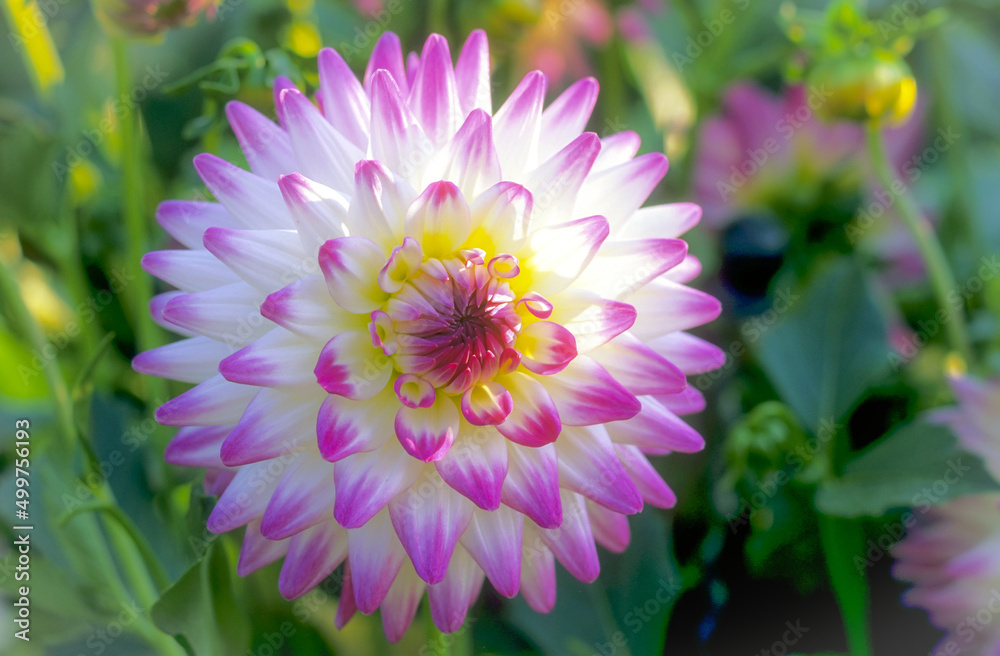 Fototapeta premium Radiant Dahlia in Full Bloom