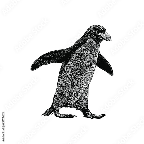macaroni penguin illustration isolated on background	