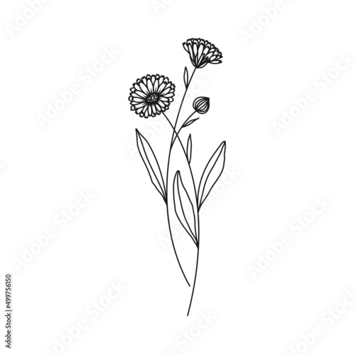 Pot Marigold October Birth Month Flower Illustration