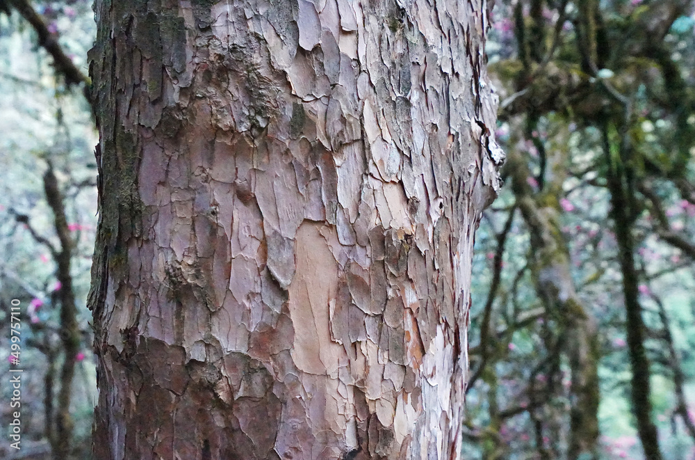 Fototapeta premium Cut down tree trunk on mossy ground