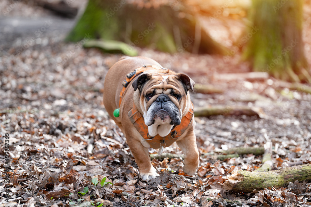 Running Red English British Bulldog in orange harness shaking head  out for a walk  in forest on spring sunny day