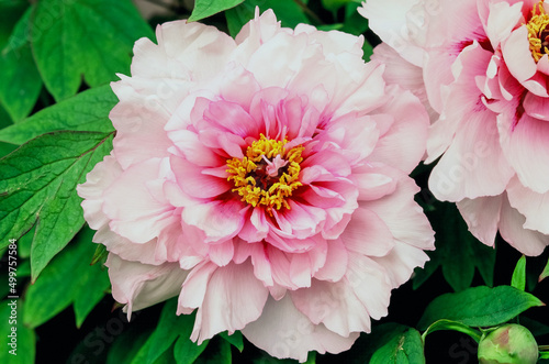 Fototapeta Naklejka Na Ścianę i Meble -  Peony blossom, Paeonia Suffruticosa 