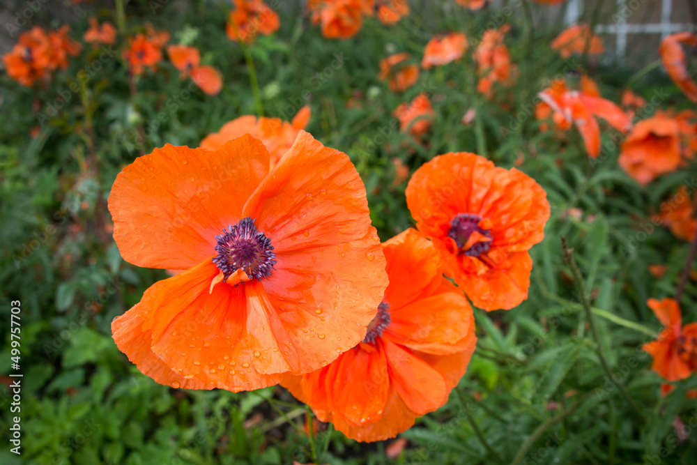 red poppy in the field red poppy in the field