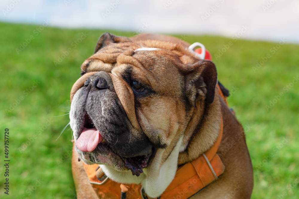 Red english british bulldog in orange  harness sitting on the green  grass on  sunny day