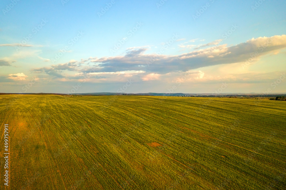 Obraz premium Aerial view of bright green agricultural farm field with growing rapeseed plants at sunset.