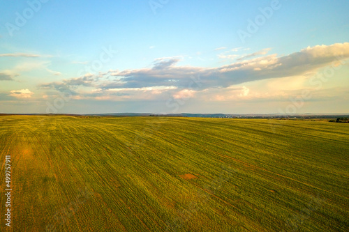 Aerial view of bright green agricultural farm field with growing rapeseed plants at sunset. © bilanol