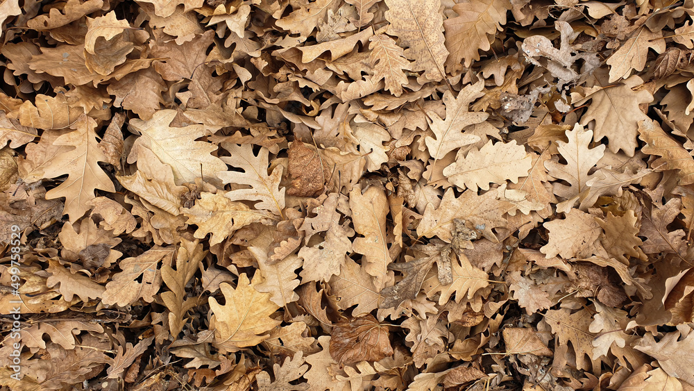 Dry oak leaves on the ground autumn nature weather