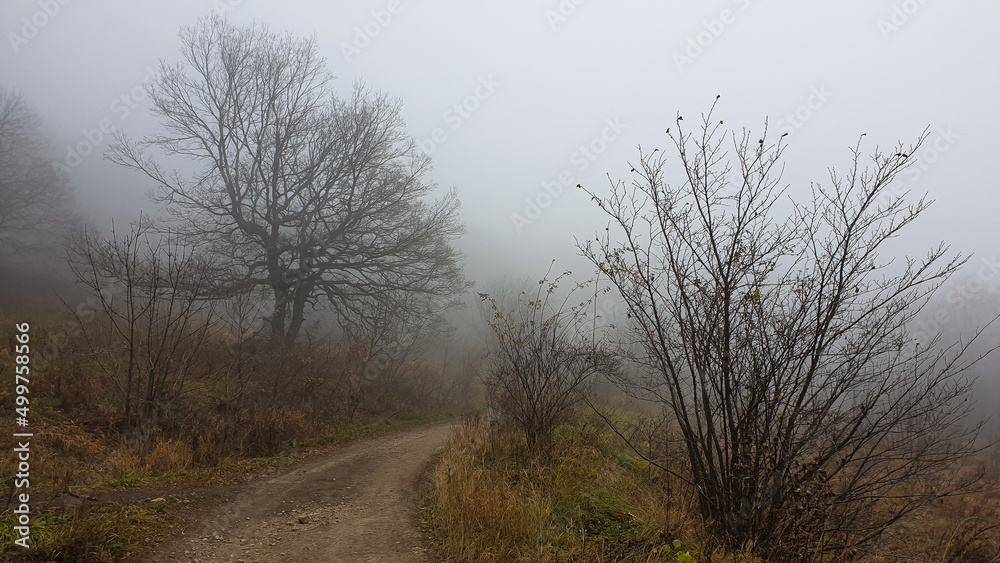 The road in the forest autumn fog nature season mystery The road in the forest autumn fog nature season mystery