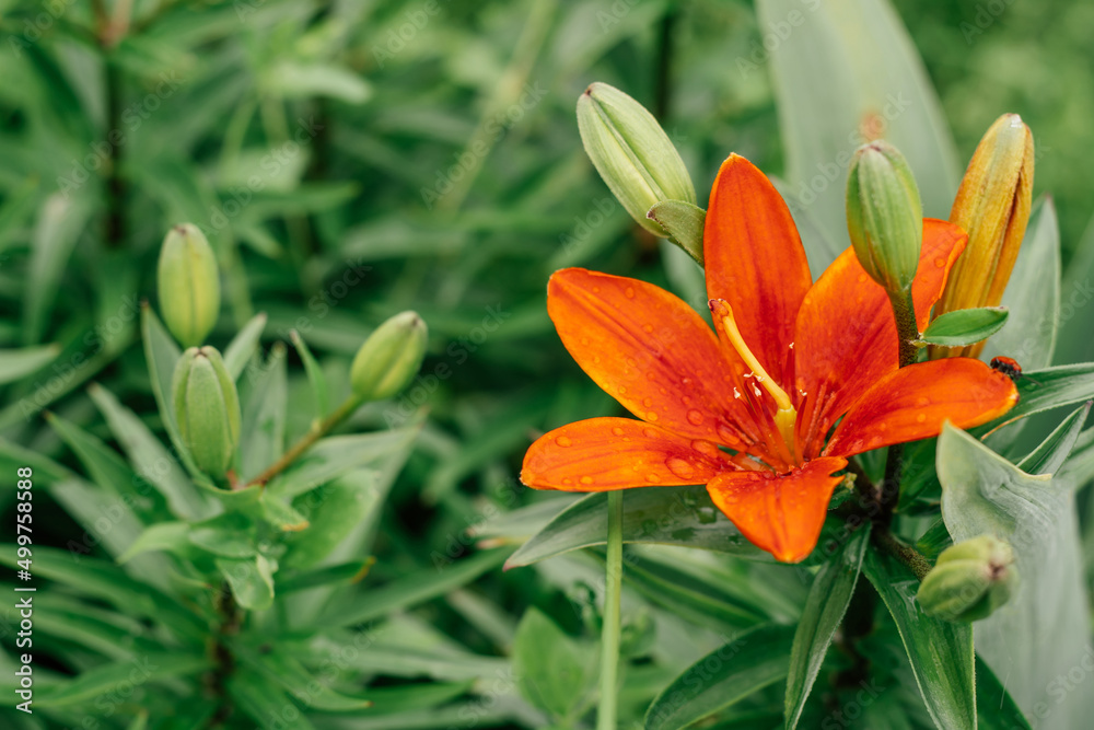 Partially blurred creative background image of bright orange Asiatic lily with greenery and water drops, copy space Partially blurred creative background image of bright orange Asiatic lily with greenery and water drops, copy space