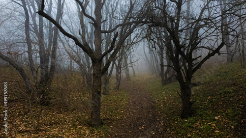 The autumn forest is shrouded in fog
