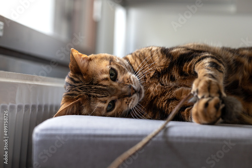 Brown striped Bengal cat plays with toy mouse © Anna