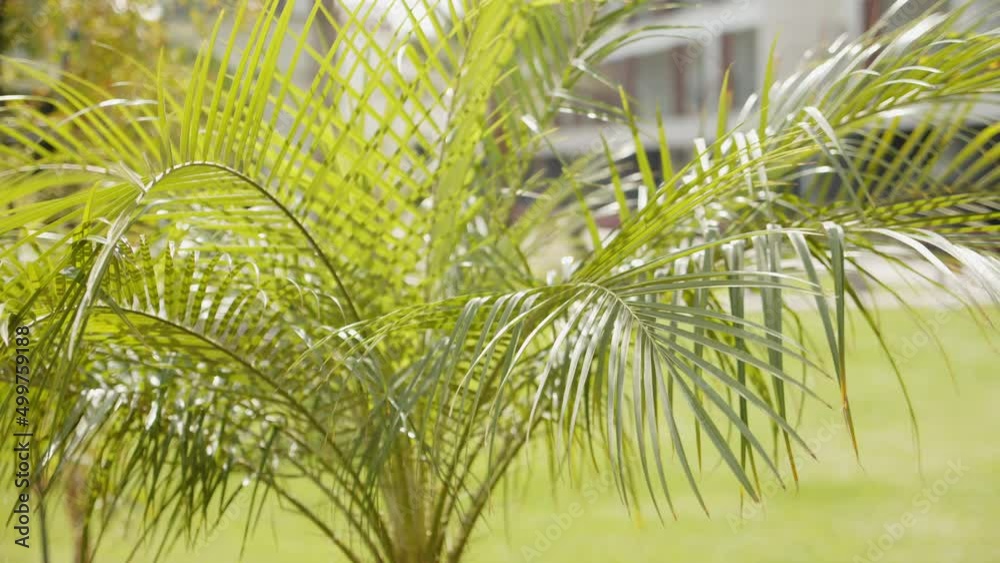 Small palm plant moving in light breeze in tropical sunny area, close up view Small palm plant moving in light breeze in tropical sunny area, close up view