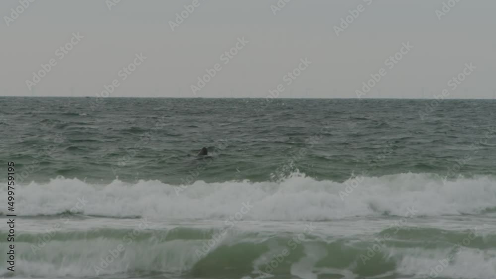 Lonely seal enjoys crashing ocean waves near coastline, static view Lonely seal enjoys crashing ocean waves near coastline, static view