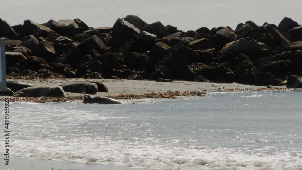 Wild seal enjoying crashing waves near sandy coastline. Strong wind blow against crashing water Wild seal enjoying crashing waves near sandy coastline. Strong wind blow against crashing water