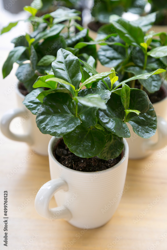 Coffee plant on a mug with more on the background on a wooden surface. Vertical coffee shop stills. Coffee plant on a mug with more on the background on a wooden surface. Vertical coffee shop stills.