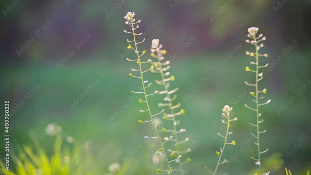 Handheld cinematic macro shot. Close-up of a wild plant and grass on a sunny spring day. Handheld cinematic macro shot. Close-up of a wild plant and grass on a sunny spring day.