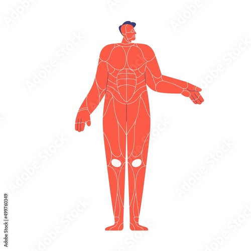Muscular system of human body. Internal muscles scheme in abstract man model ...