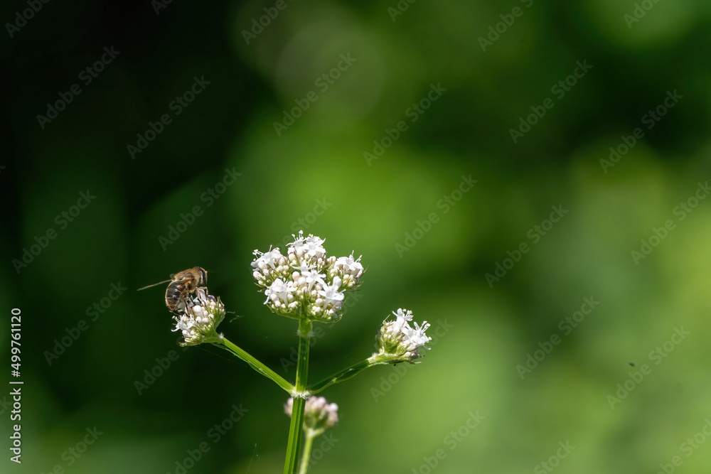 Honey bee collecting pollen from white flowers. Soft green background. Summer, wild flowers, calm, soothing Honey bee collecting pollen from white flowers. Soft green background. Summer, wild flowers, calm, soothing