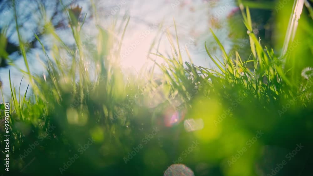 Handheld cinematic macro shot. Close-up of bright grass against the blue sky and bright sun.
