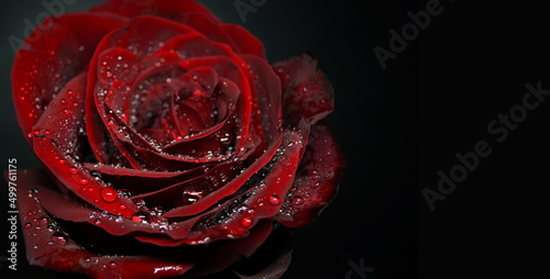 Red rose with water drops on a black background. Banner.