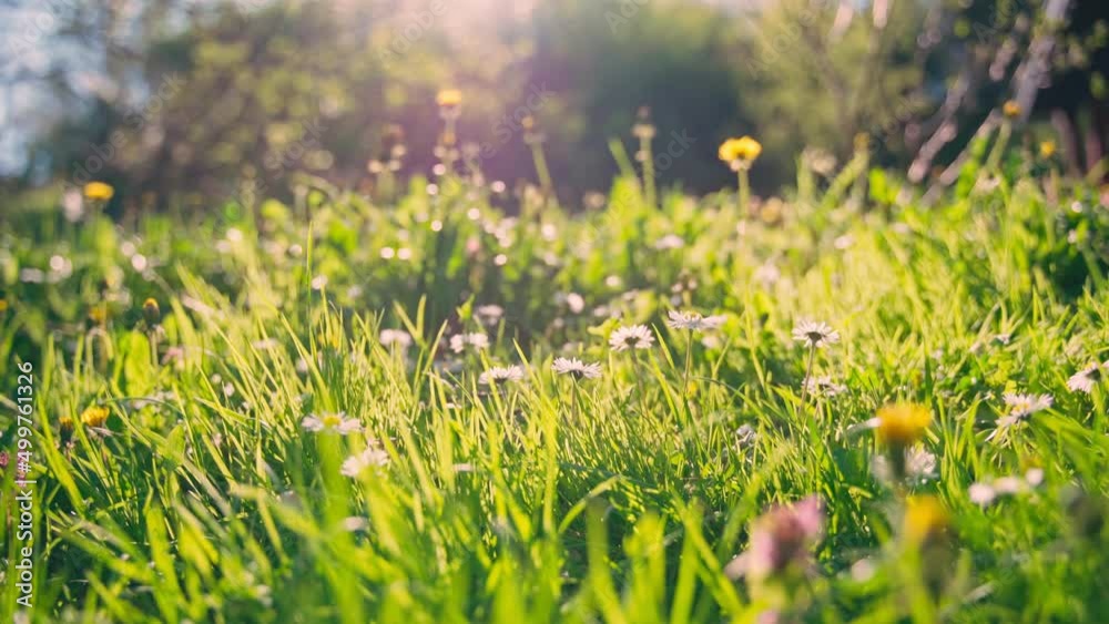 Handheld cinematic shot of green grass and small wildflowers on a sunny spring day. Close-up of a bright wild lawn. Handheld cinematic shot of green grass and small wildflowers on a sunny spring day. Close-up of a bright wild lawn.