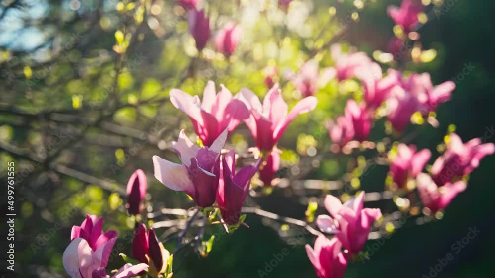 Handheld cinematic shot of beautiful magnolia flowers on a blooming tree against the blue sky and the sun. Handheld cinematic shot of beautiful magnolia flowers on a blooming tree against the blue sky and the sun.
