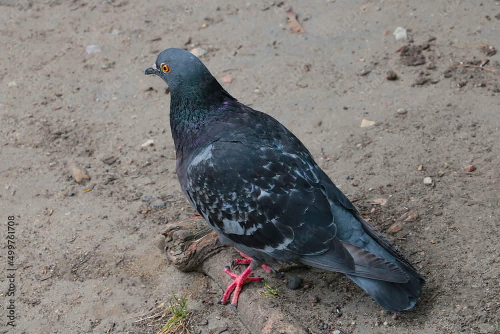 Close-up of a city pigeon. The bird sits on the ground. Close-up of a city pigeon. The bird sits on the ground.