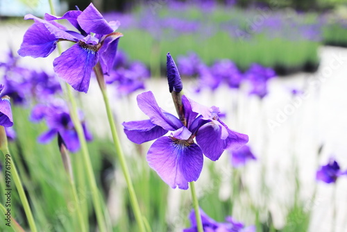 Fototapeta Naklejka Na Ścianę i Meble -  初夏を告げる青紫色のアヤメ