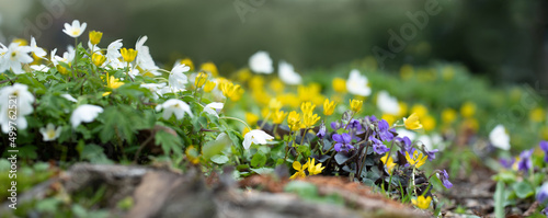 a flower meadow with small spring flowers, a bed with spring wild flowers