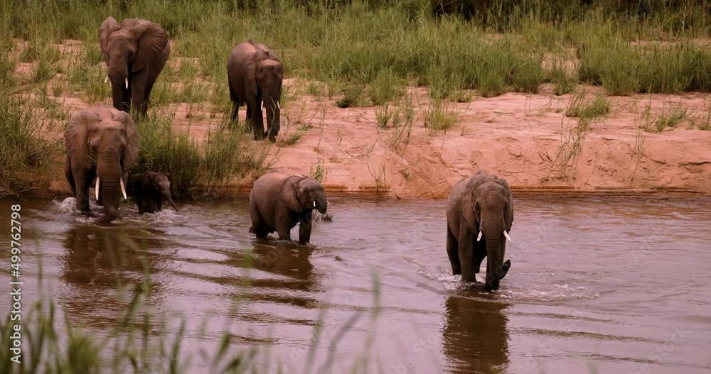 African Elephant in Wild Africa crossing river, National park, Safari Tourism African Elephant in Wild Africa crossing river, National park, Safari Tourism