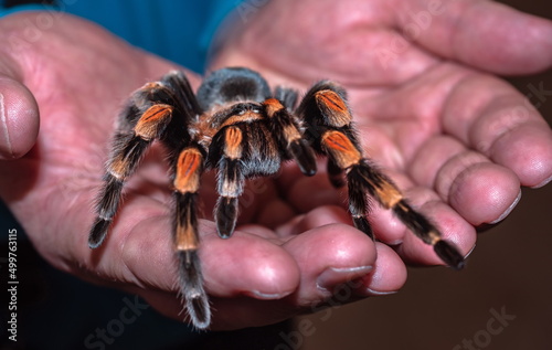  hand holding a spider