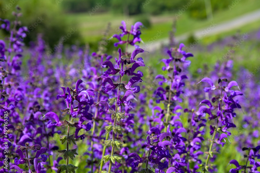 Obraz premium Violet flowers salvia ( sage ) in sun light on meadow in summer