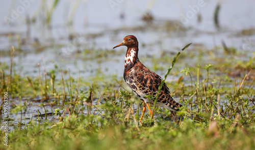 Floodplain meadows in the middle reaches of the Pripyat River serve as a place of rest and feeding for Ruffs during spring migration