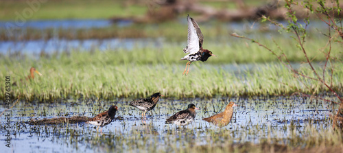 Floodplain meadows in the middle reaches of the Pripyat River serve as a place of rest and feeding for Ruffs during spring migration