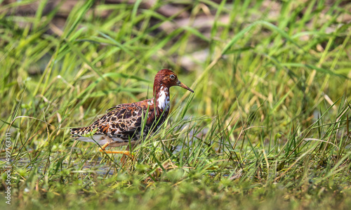 Floodplain meadows in the middle reaches of the Pripyat River serve as a place of rest and feeding for Ruffs during spring migration