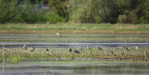 Floodplain meadows in the middle reaches of the Pripyat River serve as a place of rest and feeding for Ruffs during spring migration