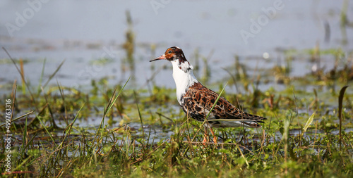 Floodplain meadows in the middle reaches of the Pripyat River serve as a place of rest and feeding for Ruffs during spring migration