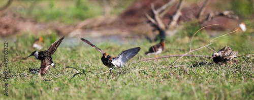 Floodplain meadows in the middle reaches of the Pripyat River serve as a place of rest and feeding for Ruffs during spring migration