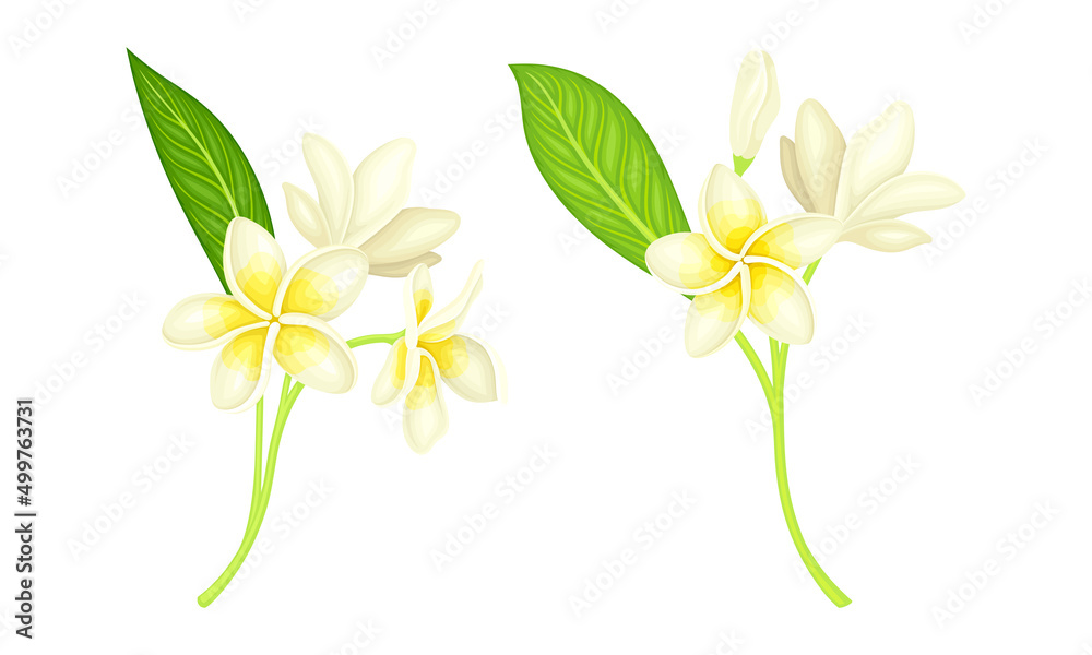Beautiful jasmine flowers with leaves set vector illustration on white background