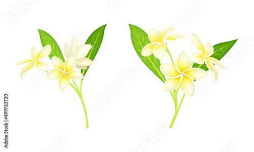 Frangipani, plumeria flowers with leaves set. Beautiful flowers of exotic plant vector illustration