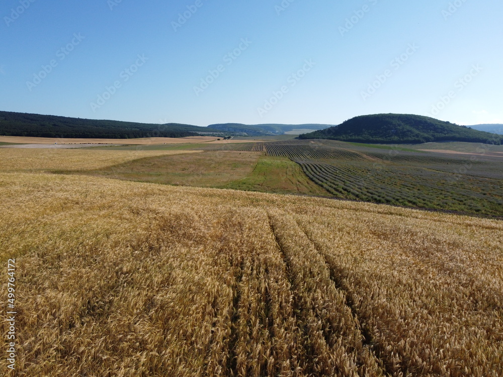 Aerial view on Green wheat field in countryside. Field of wheat blowing in the wind at sunny spring day. Ears of barley crop in nature. Agronomy, industry and food production.