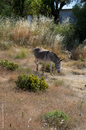 Small donkey grazing on a pasture tied on a leash in the sunny day  Rhodes  Greece 