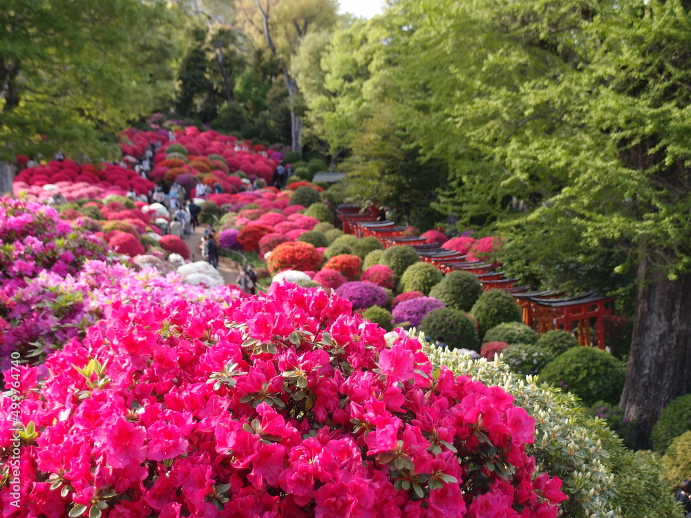 Azalea In Japanese Beautiful Azalea blossoms at Japanese shrine festival of the “Tsutsuji ...
