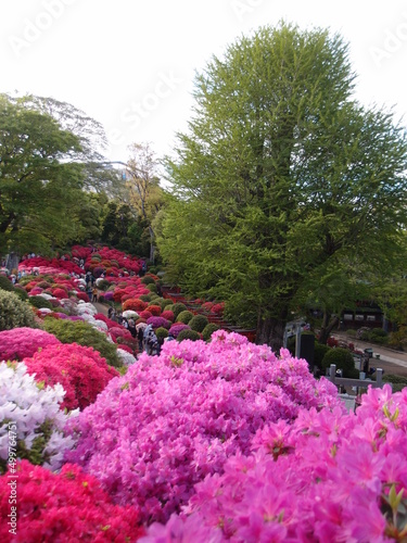 Beautiful Azalea blossoms at Japanese shrine festival of the “Tsutsuji (Azalea)