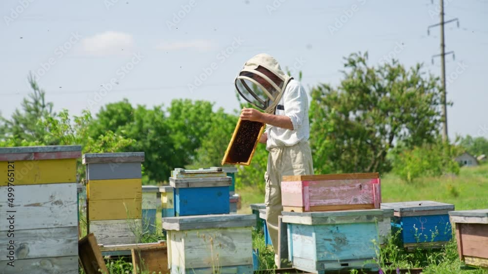 Dark wax honey frame in the hands of a male apiculturist. Disturbed bees crowding around the bee farmer. Nature backdrop. Dark wax honey frame in the hands of a male apiculturist. Disturbed bees crowding around the bee farmer. Nature backdrop.